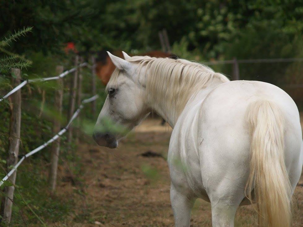 Cheval blanc longeant la piste herbeuse