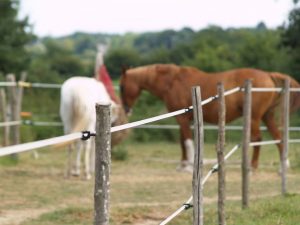 Deux équidés en groupe sur le parcours